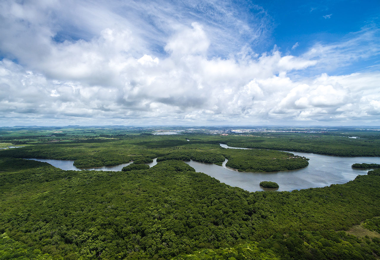 our business concept Picture of forest in Brazil