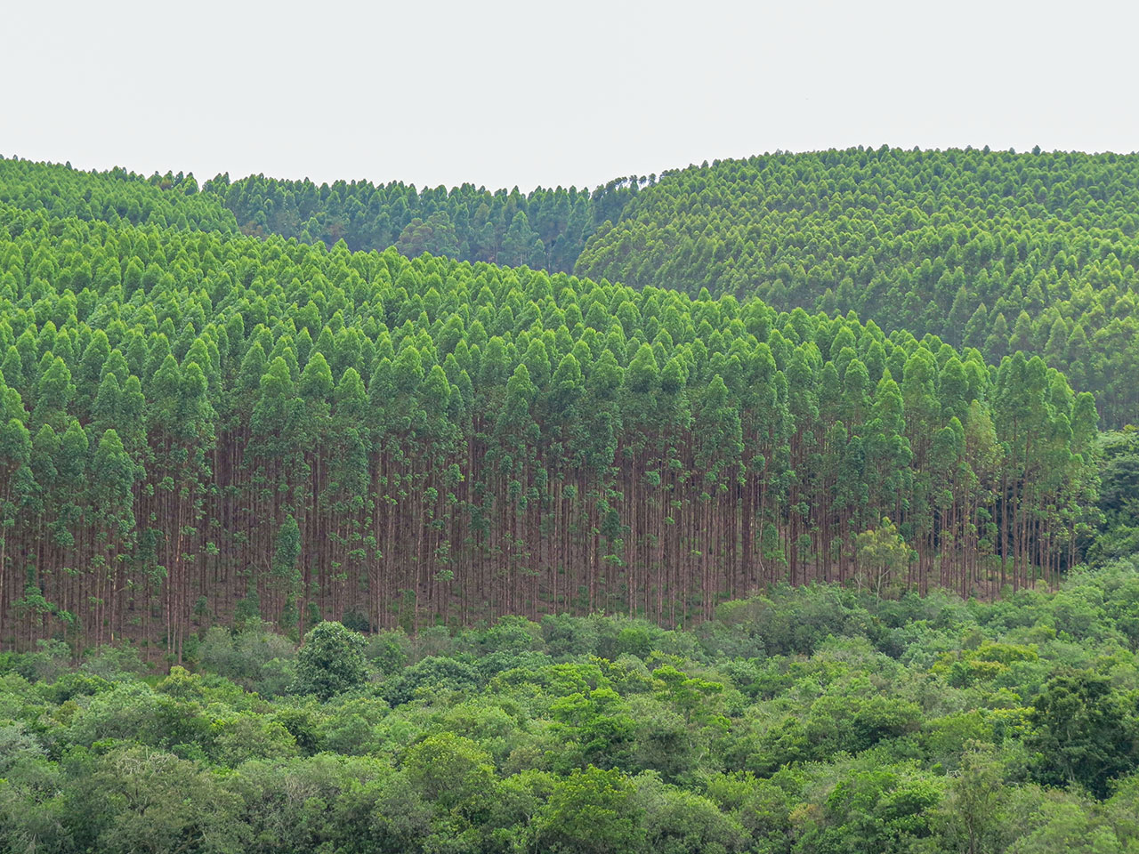 brazil Forest plantation in Brazil