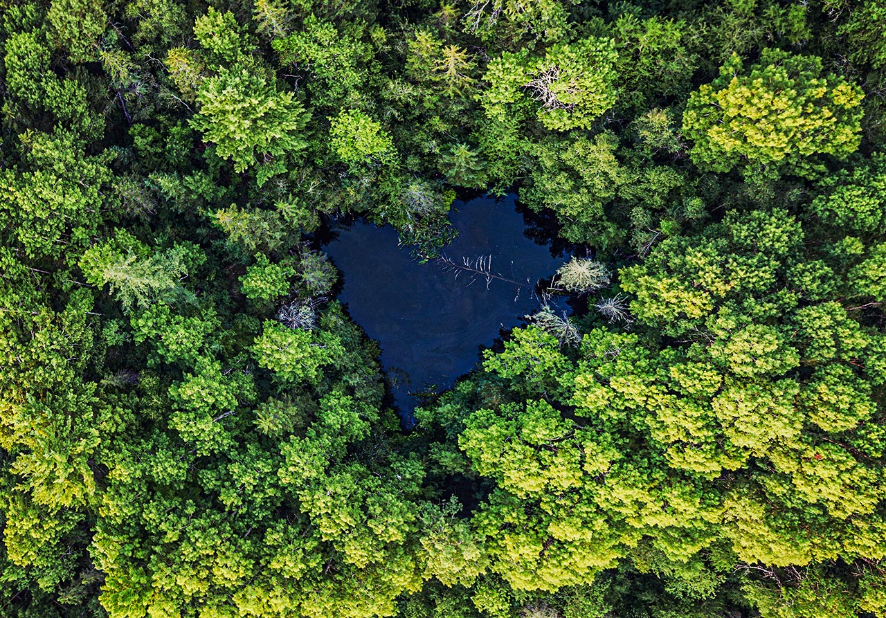 environment Kommersiellt skogsbruk bevarar