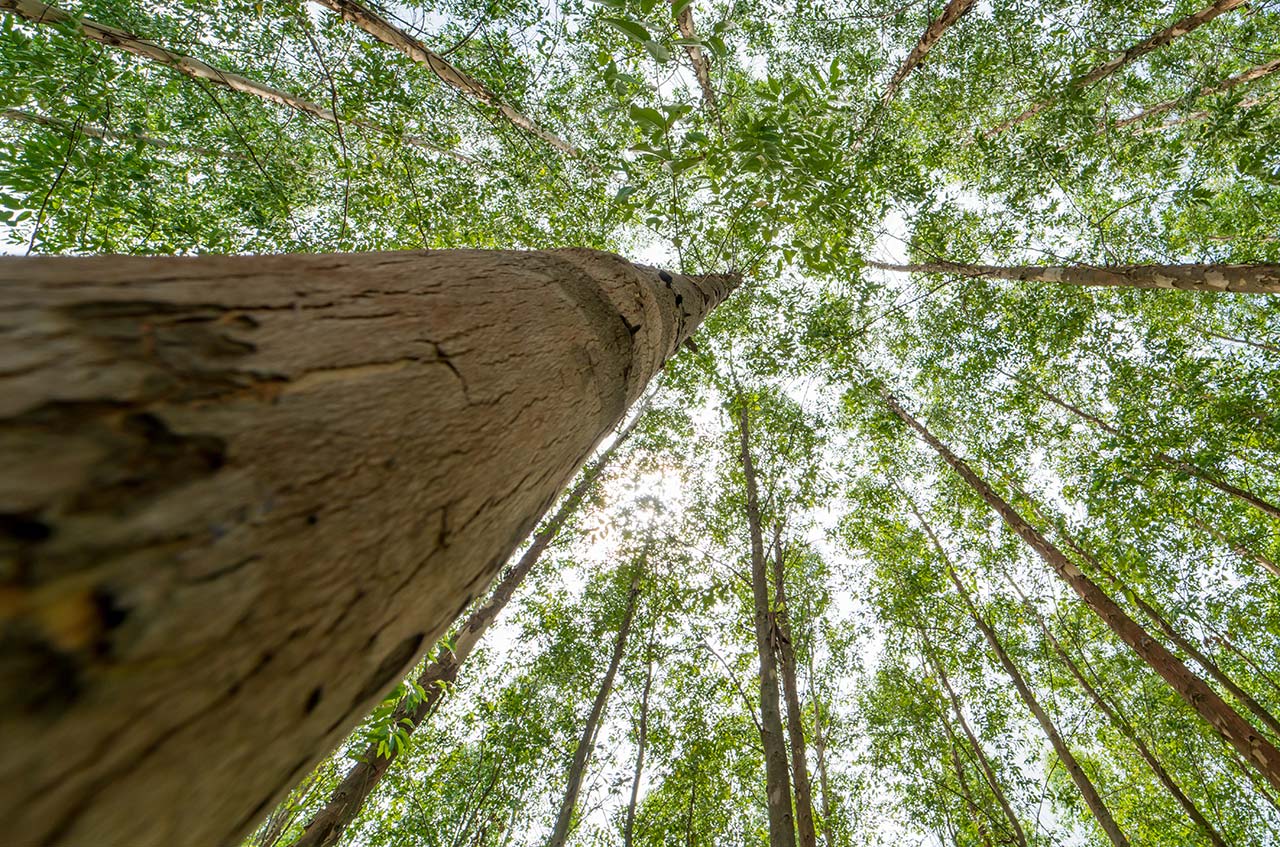 eukalyptus Eukalyptus – bioenergiråvaran med turbo