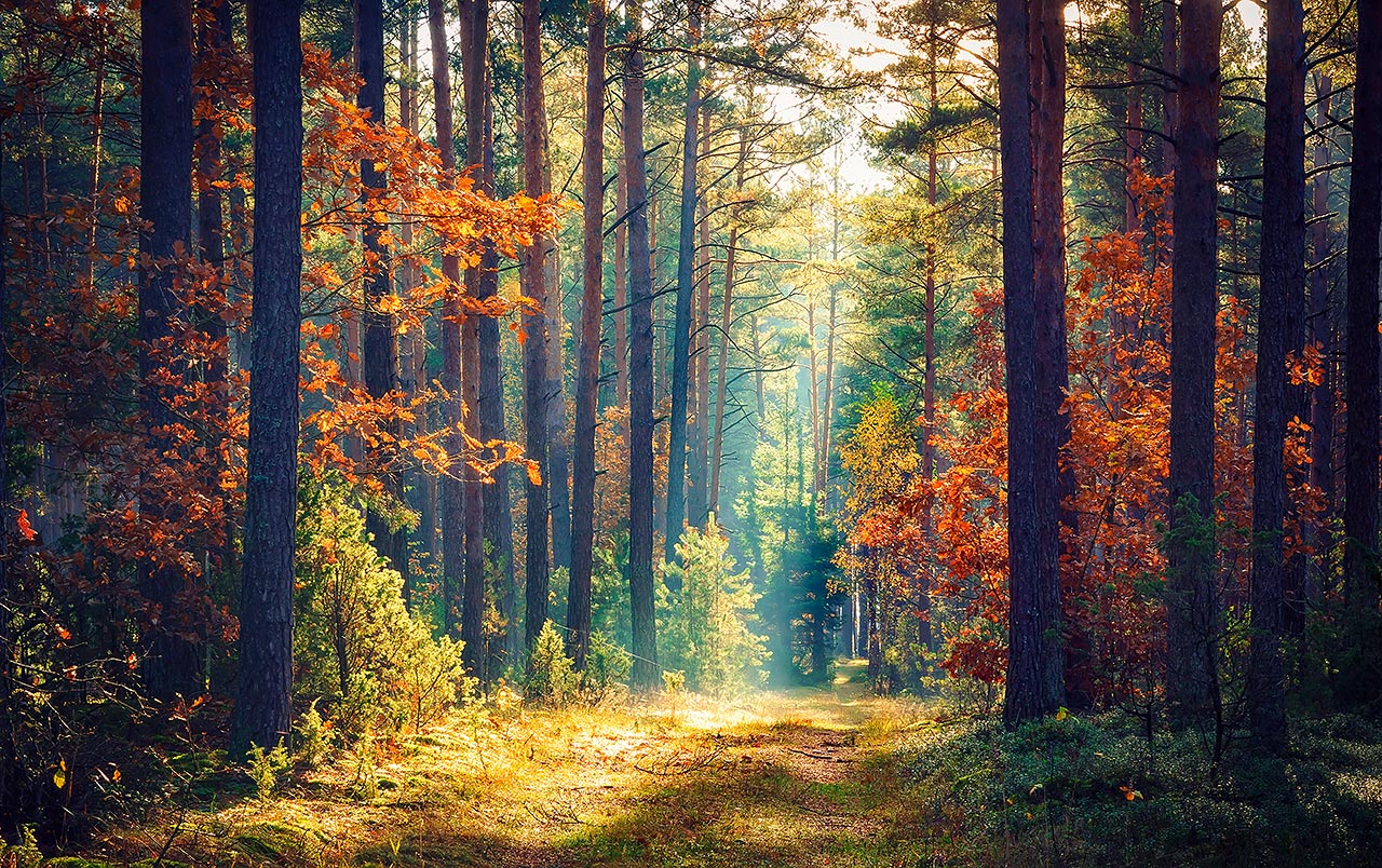 shutterstock_766886038 Kommersiellt skogsbruk bevarar