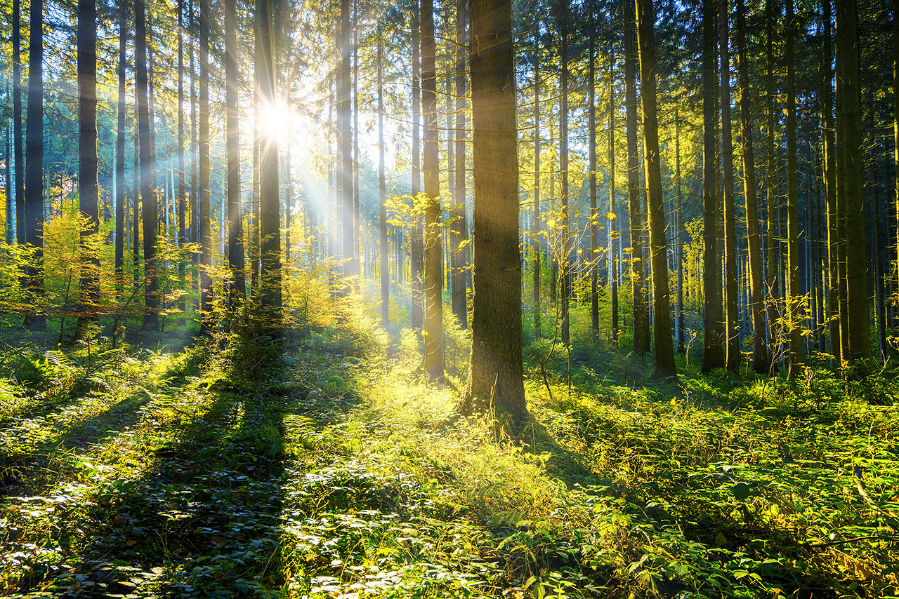 strategi dawn forest